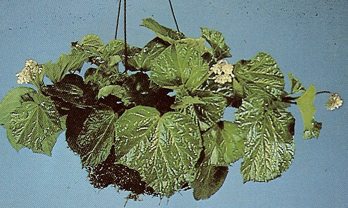 B. ‘Rubacon’